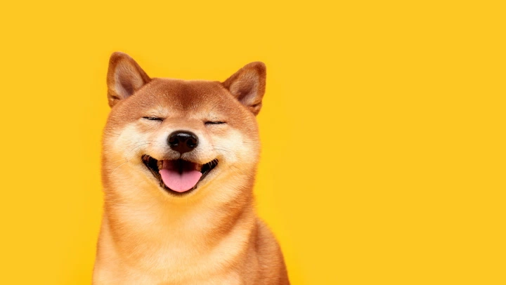 Shiba